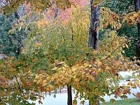 fall colors 3